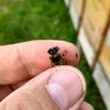 Varroóza – noční můra včelařů